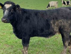 Carnew Mart Cattle Sale