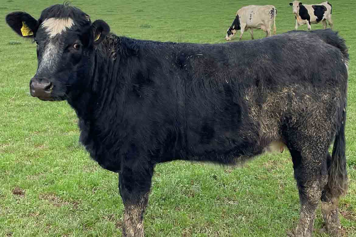 Great Heifers at Carnew Mart Cattle Sale today - LSL Auctions News