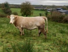 Carrigallen Mart Heifers, Bullocks, Dry Cows