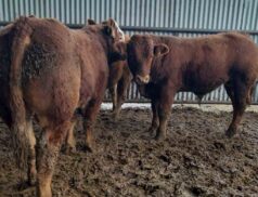 Carrigallen Mart
