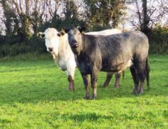 Carrigallen Mart InCalf Heifers