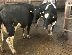 Cootehill Livestock Mart Irish Organic Association Cattle Sale