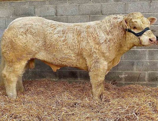 Crossane Pedigree Herd Irish Charolais Cattle Society sale