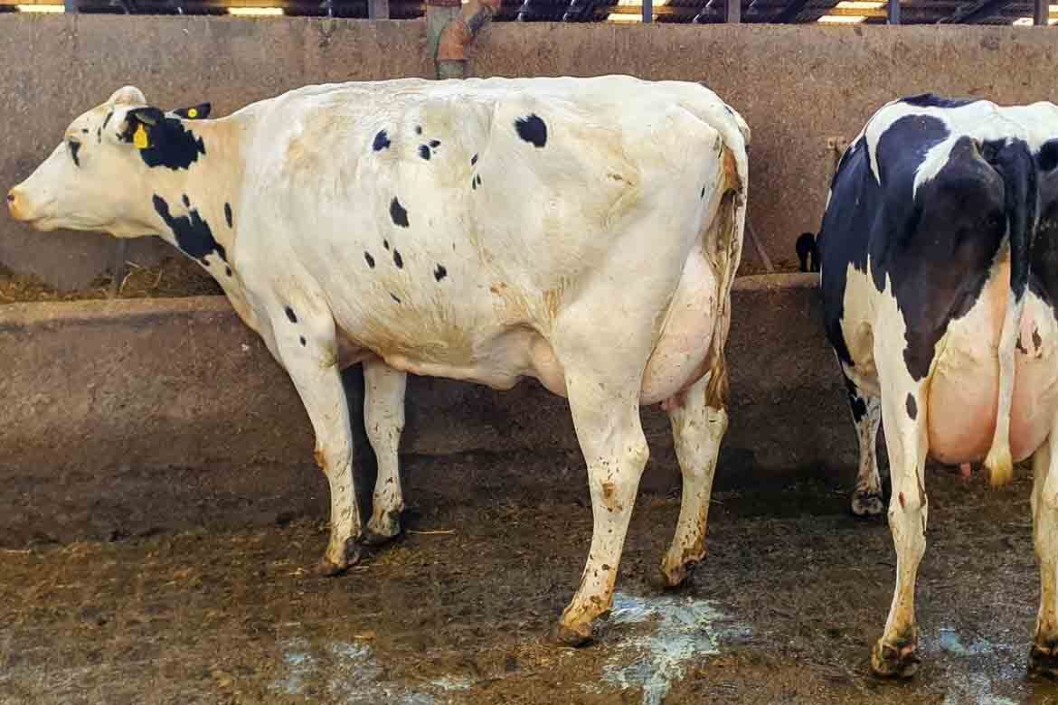 Taaffe Auctions Dungannon Dairy Sale