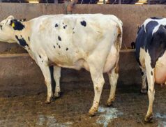 Taaffe Auctions Dungannon Dairy Sale