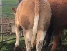 Dungannon Farmers Mart Heifers