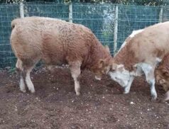 Dungannon Farmers Mart Sale