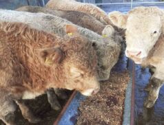 General Cattle Sale at Mid Kerry Co-Op Mart