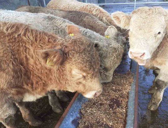 General Cattle Sale at Mid Kerry Co-Op Mart