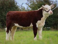 Genetic Gems FVM Tullamore Mart