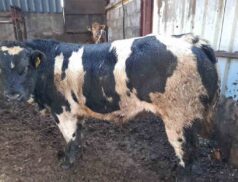 Gort Mart Continental Bull Sale