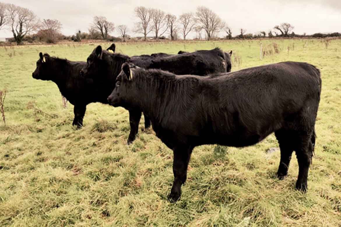 Huge Demand for cattle Gortatlea Mart