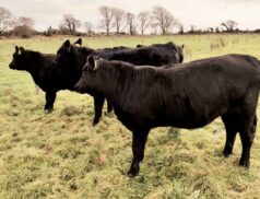 Huge Demand for cattle Gortatlea Mart