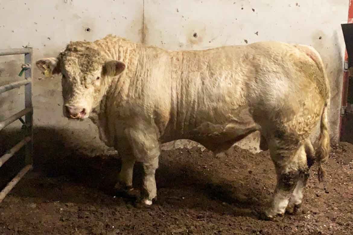 Irish Charolais Cattle Society Sale Tullamore