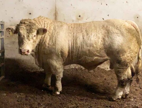 Irish Charolais Cattle Society Sale Tullamore