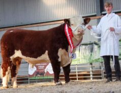 Irish Hereford Breed Society Coralstown Hurricane