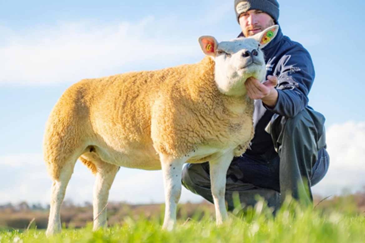 Irish Texel Sheep Society West Region