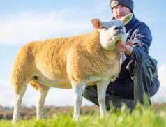 Irish Texel Sheep Society West Region