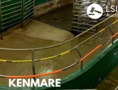 Kenmare Mart LSL Auctions