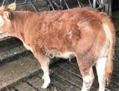 Kilmallock Mart Clearence inCalf Heifers