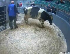LSL Sales Friday 4 November