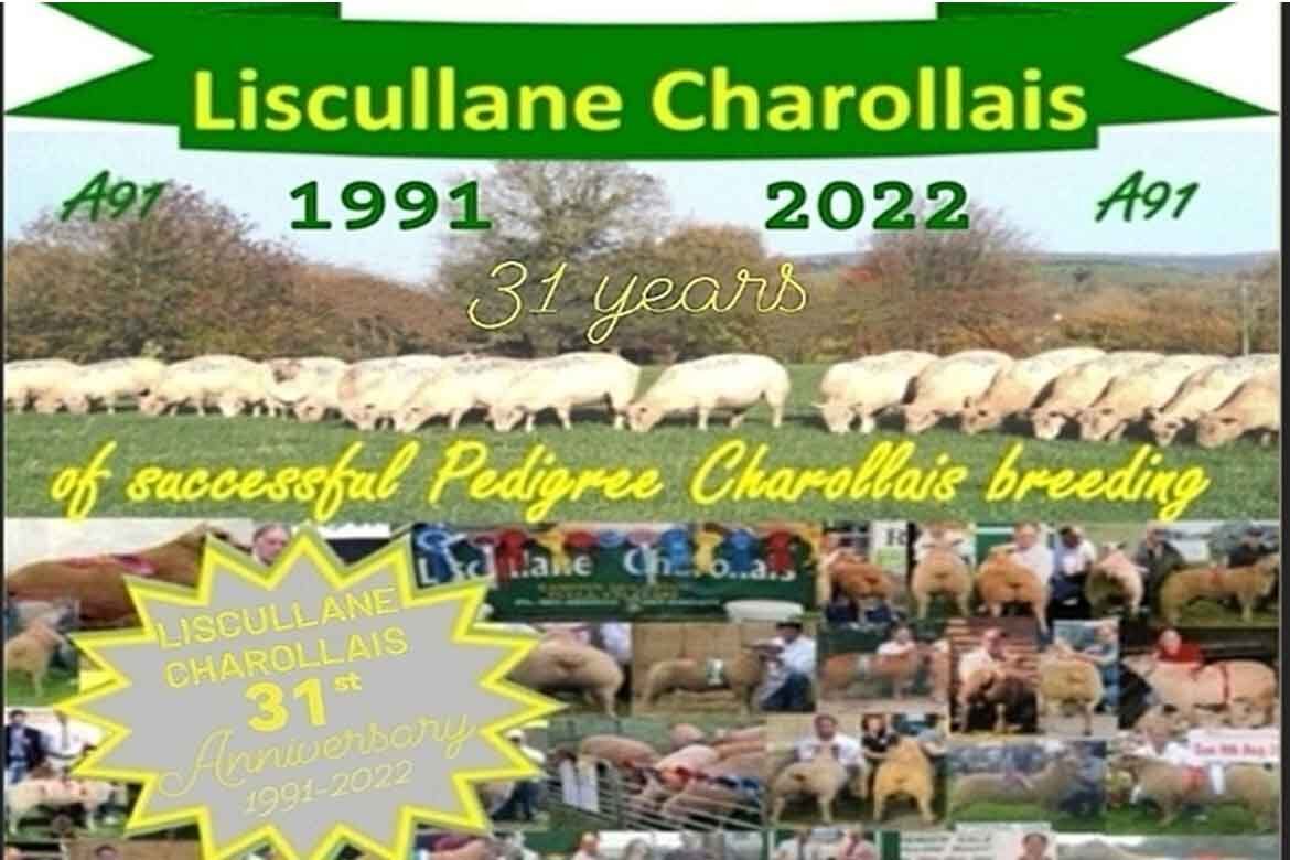 Liscullane Charollais Pedigree Registered In-Lamb Hogget Ewes