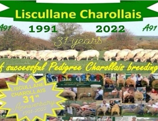 Liscullane Charollais Pedigree Registered In-Lamb Hogget Ewes