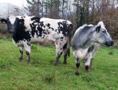 Manorhamilton Mart Christmas Fatstock Sale