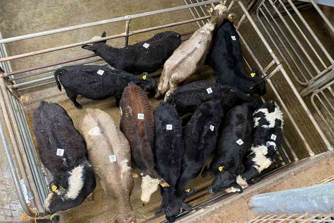 Mid Kerry Co-Op Mart Cattle Sale