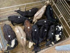 Mid Kerry Co-Op Mart Cattle Sale
