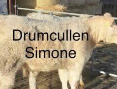 Midland and Western Charolais Club pedigree Charolais females