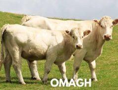 Omagh Mart