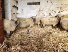 Pedigree Vendeen Ewes Cootehill Mart