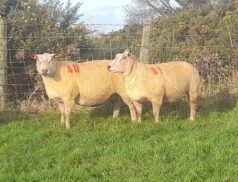 Redrock Tunker Dunaree flocks Cootehill Mart