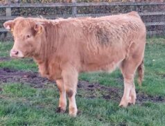 Roscommon Organic Sale