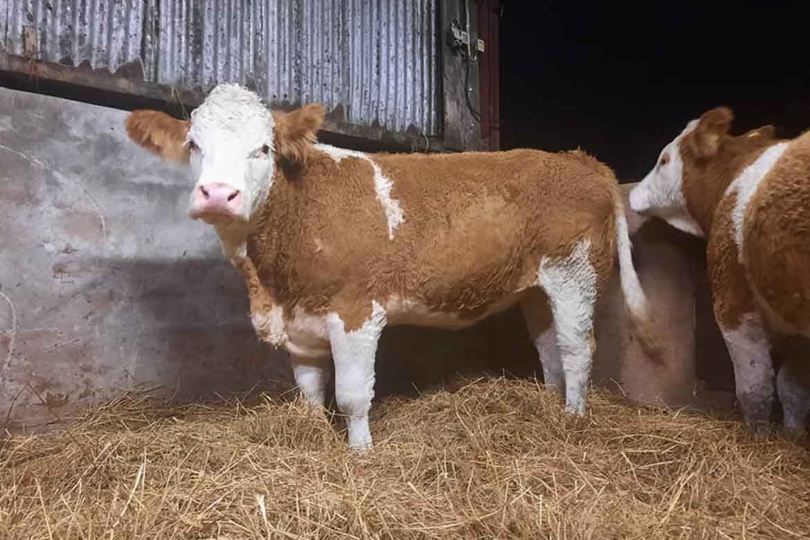 Special Breeding Heifer Sale Ballymote Mart