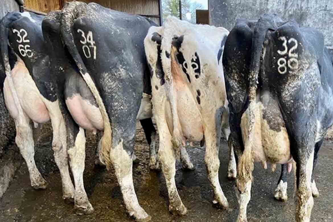 Taafe Auctions Dairy Sale Carnaross Mart