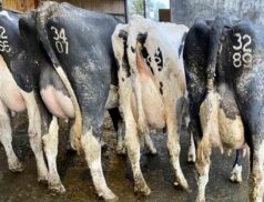 Taafe Auctions Dairy Sale Carnaross Mart
