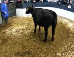 Thursday 10 November Sales
