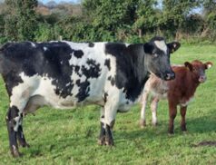 Tipperary Town Mart young cows