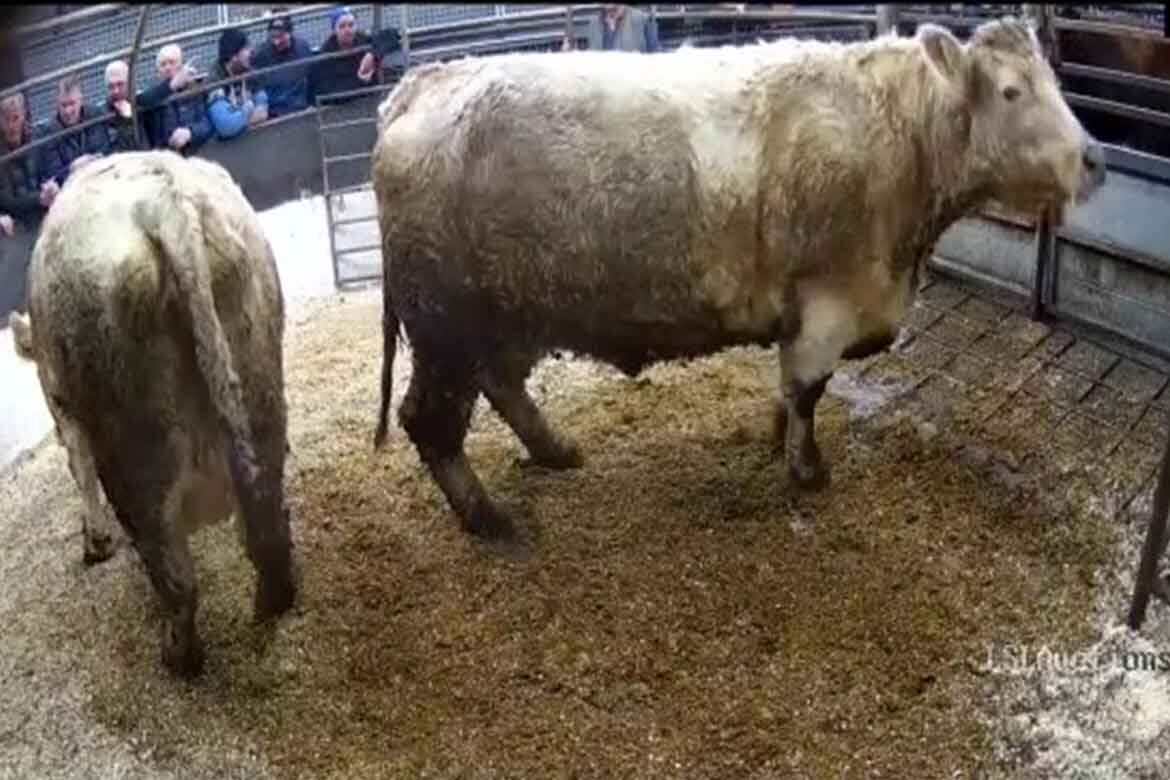 Top Cattle Sales 30th November