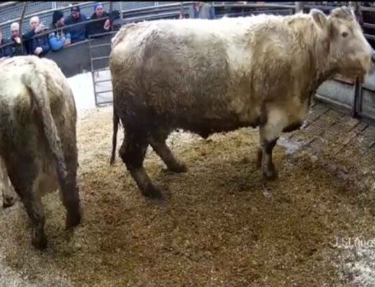 Top Cattle Sales 30th November