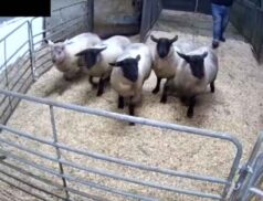 Top Sheep Sales 30th November