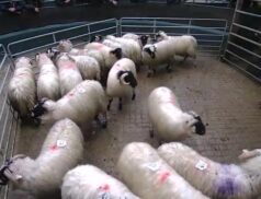 Tuesday 8 November LSL Sales