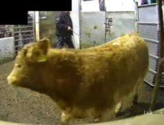 Tuesday Sales LSL Auctions