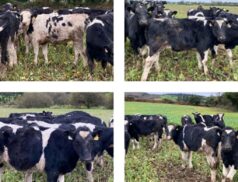 AI Bred FR heifers at Gortatlea Mart