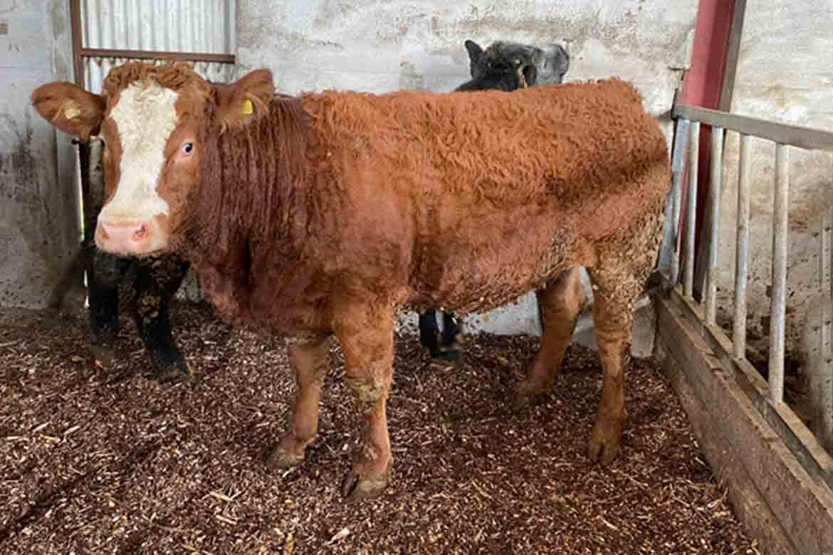 Aurivo Livestock Mart Ballymote Annual Christmas Breeding Heifer Sale