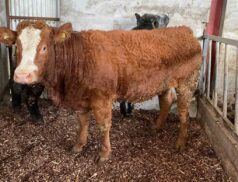 Aurivo Livestock Mart Ballymote Annual Christmas Breeding Heifer Sale