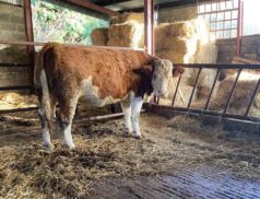 Aurivo Livestock Mart Mohill