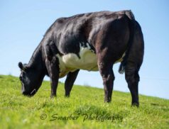 Aurivo Livestock Marts GM Stephen Hannon